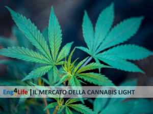 L'indagine sul mercato della cannabis light in Italia